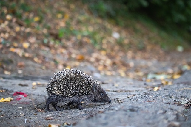 未能如愿取 未能如愿取